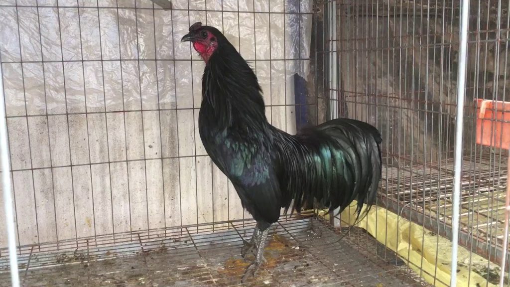 Gà Sumatra Là Giống Gà Gì? Đặc Điểm Nhận Dạng Giống Gà Sumatra