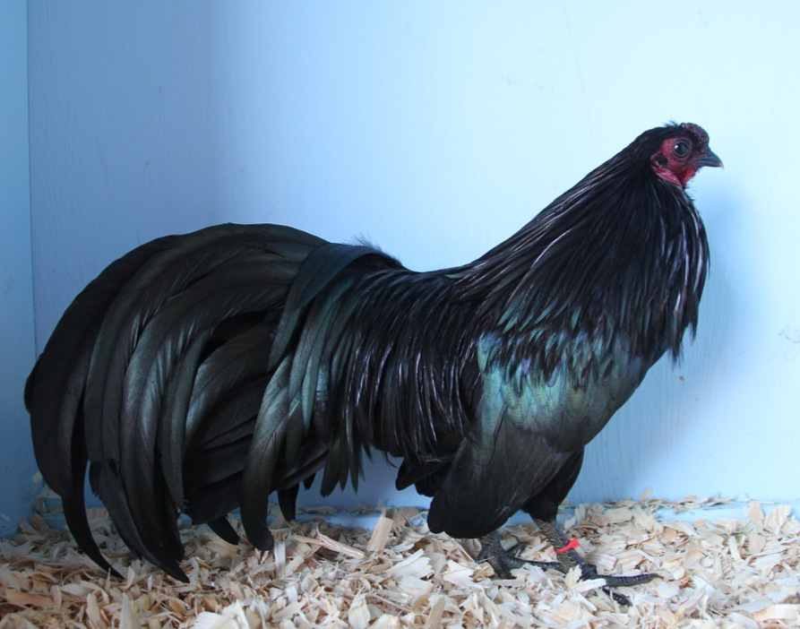 TOP 20 Gà Cảnh Đẹp HOT Nhất 2021