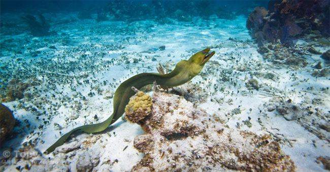 Giật mình "quả chuối biết bơi" này chính là "thần chết" dưới đáy đại dương - KhoaHoc.tv