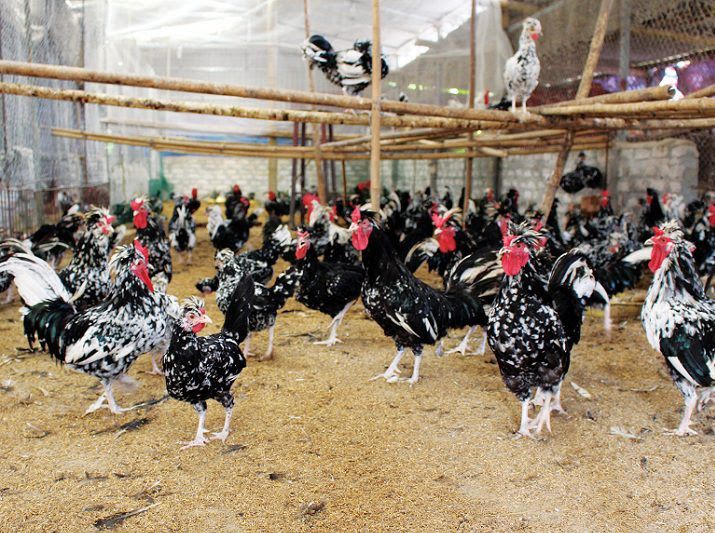 Kỹ thuật chăn nuôi gà quý thuần chủng. Thức ăn cho gà quý