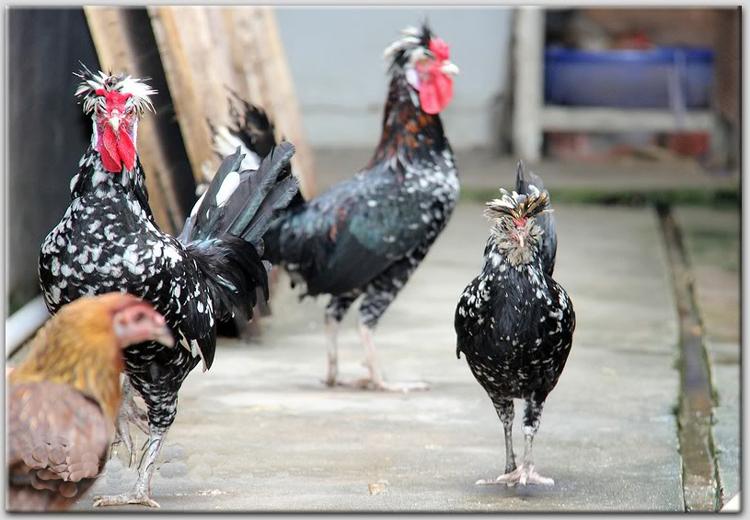 Kỹ thuật nuôi gà Quy Phi. | Máy ấp trứng Bảo Tín