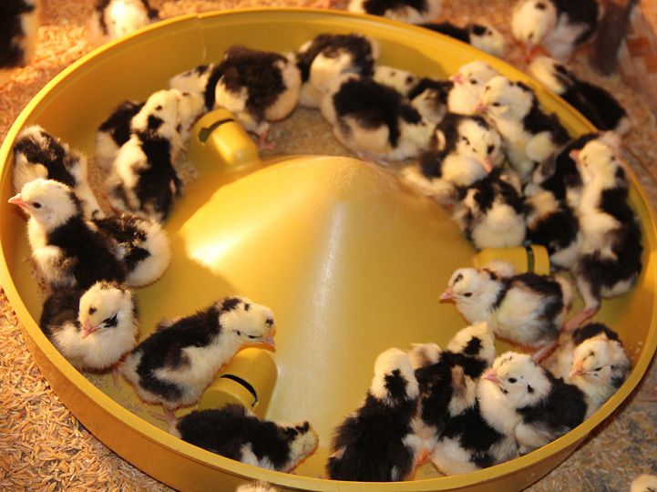 Kỹ thuật chăn nuôi gà quý thuần chủng. Thức ăn cho gà quý