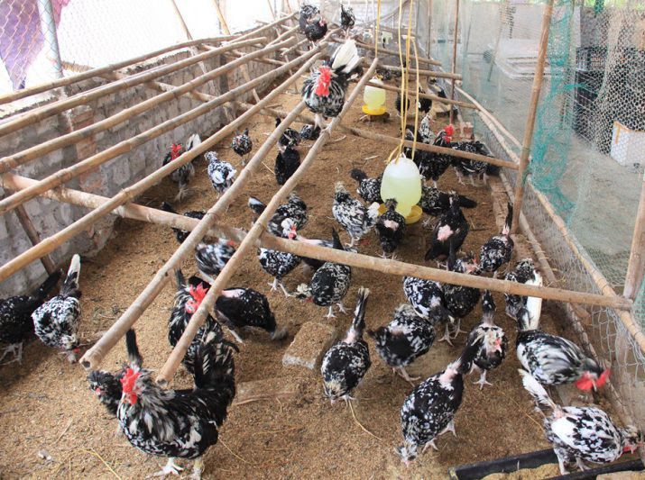 Kỹ thuật chăn nuôi gà quý thuần chủng. Thức ăn cho gà quý