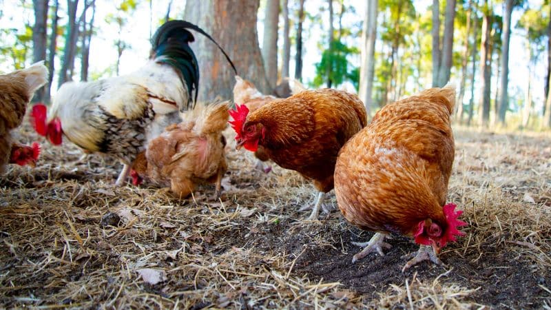 Đặc điểm và kỹ thuật nuôi gà Isa Brown