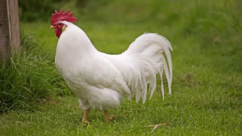 Nguồn gốc, đặc điểm và giá trị kinh tế của gà Leghorn