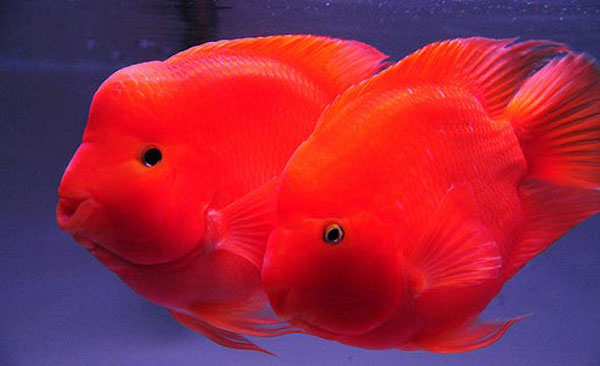 Cá betta | Cá betta