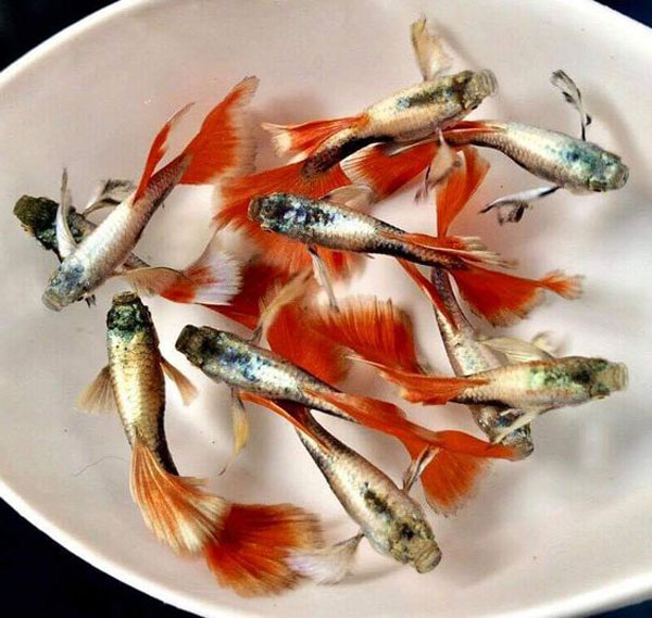 Cá betta | Cá betta