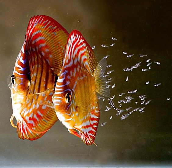 Cá betta | Cá betta