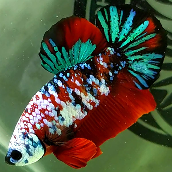 Cá betta | Cá betta