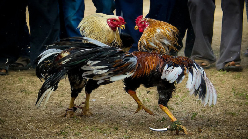 Cách Nhìn Chân Gà Chọi: Bí Quyết Chọn Gà Chọi Tốt