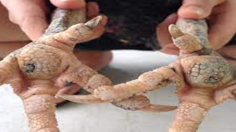 Cách Điều Trị Bệnh Lậu Ở Gà Hiệu Quả Nhất Bạn Nên Đọc