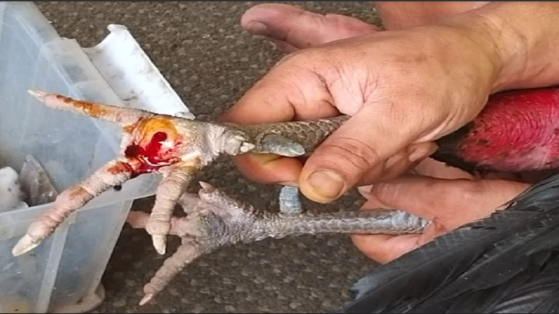 Cách Điều Trị Bệnh Lậu Ở Gà Hiệu Quả Nhất Bạn Nên Đọc