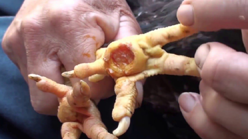 Cách Điều Trị Bệnh Lậu Ở Gà Hiệu Quả Nhất Bạn Nên Đọc