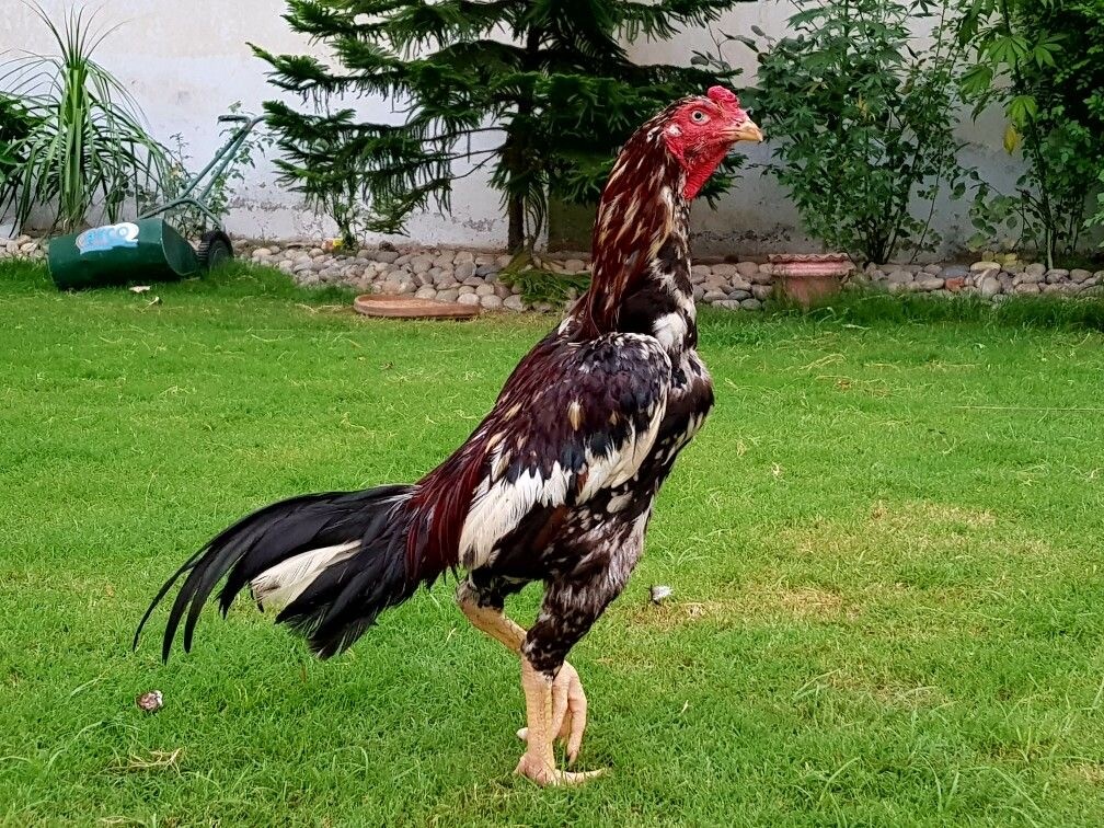 Cách Chọn Gà Cựa Sắt Tốt - Chọn Gà Cựa Tốt Nhất