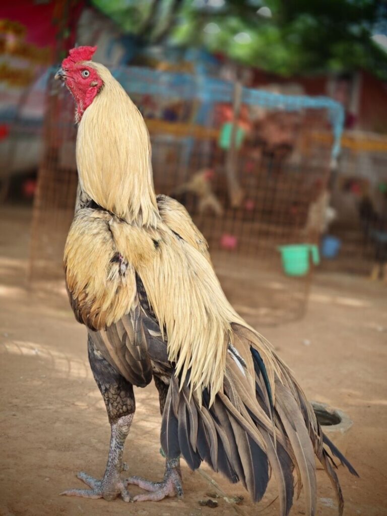 Cách Chọn Gà Cựa Sắt Tốt - Chọn Gà Cựa Tốt Nhất