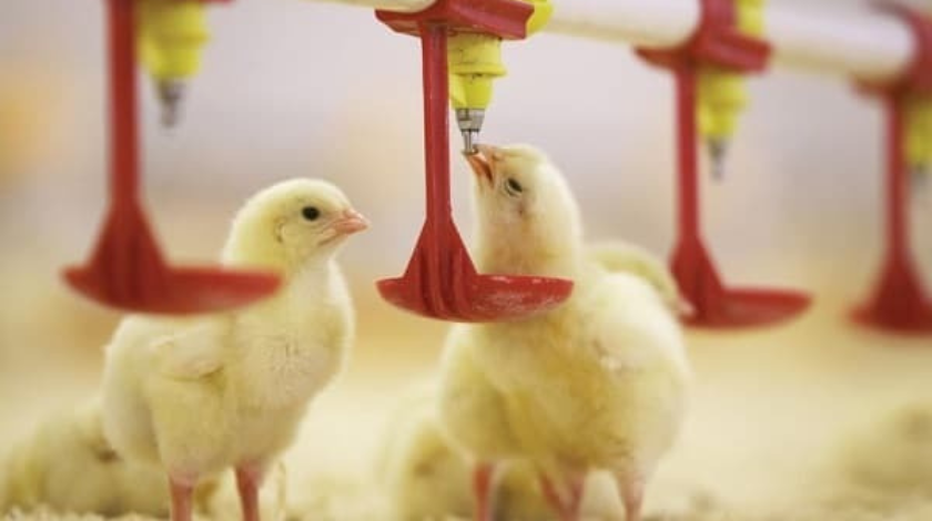 Quy trình phòng bệnh cho gà từ khi nở