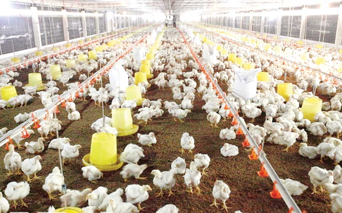 Kỹ thuật nuôi gà hiệu quả mà người nông dân phải biết!