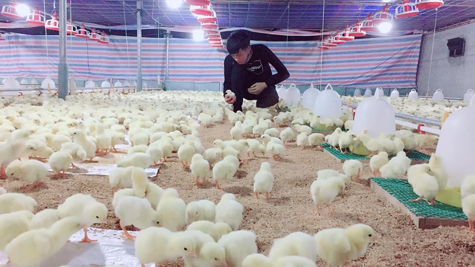 Những điều cần lưu ý khi đưa gà con vào trại - Trại ấp trứng Trường Sa