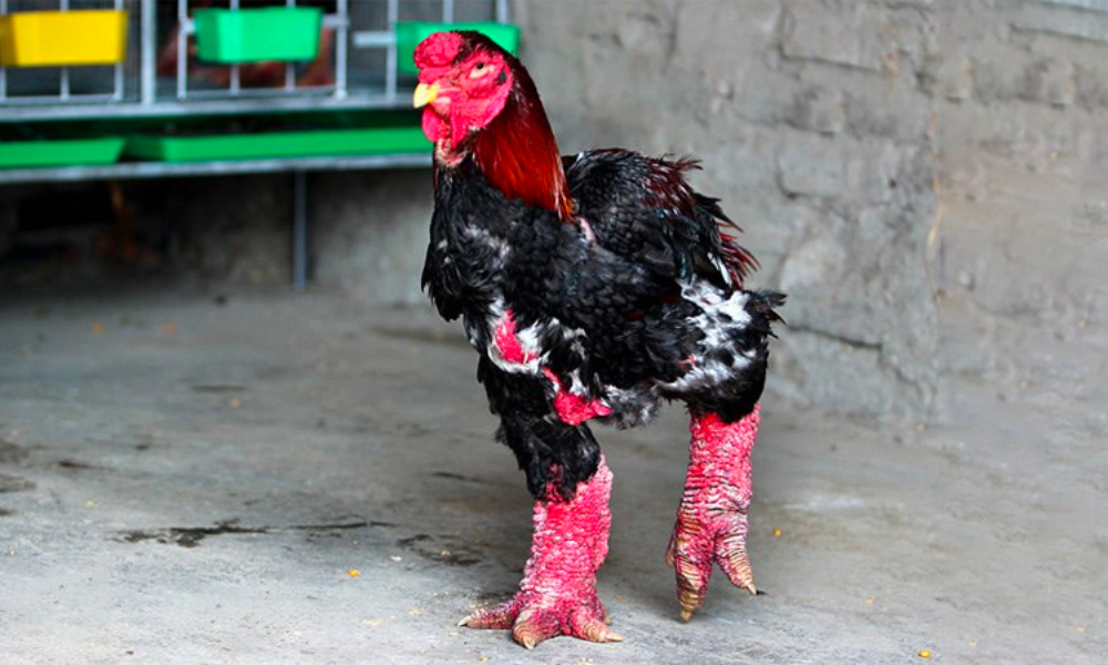 Gà Đông Tảo là loại gà gì? Làm sao để chọn được gà Đông Tảo ngon?