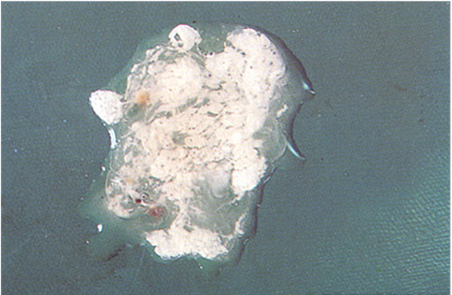 Bệnh sốt phát ban ở gà và phương pháp điều trị toàn diện