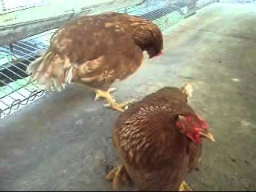 Bệnh sốt phát ban ở gà và phương pháp điều trị toàn diện