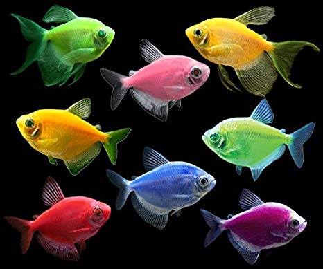 Top 5+ Loài cá cảnh nhỏ dễ nuôi, giá rẻ nhất dành cho người mới bắt đầu Top 5+ Loại Cá Cảnh Nhỏ Rẻ Tiền Và Dễ Nuôi Dành Cho Người Mới