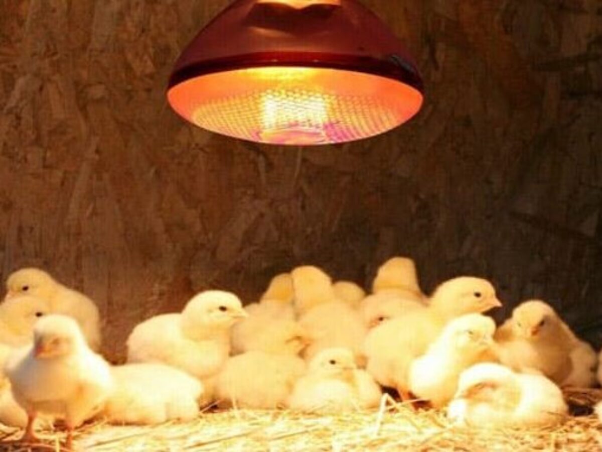 Cách sử dụng đèn ấp để ấp gà con vào mùa hè