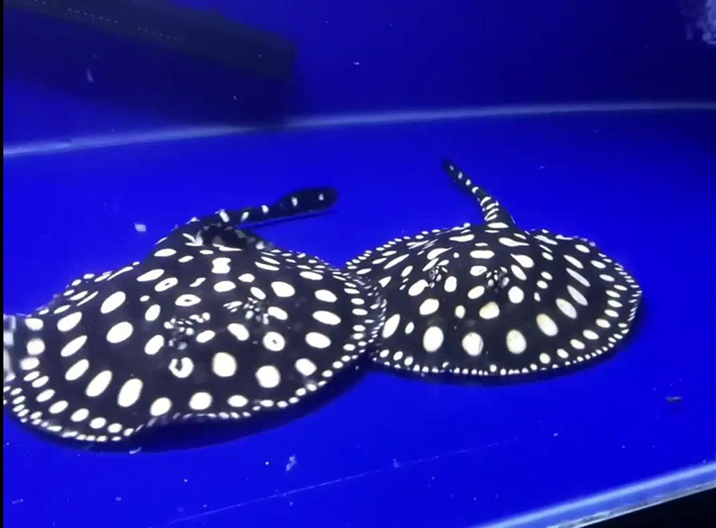 Các bệnh thường gặp ở cá tra và phương pháp điều trị