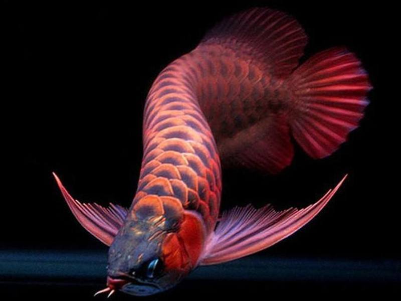 Tổng hợp các loại cá cảnh cỡ lớn được ưa chuộng nhất hiện nay