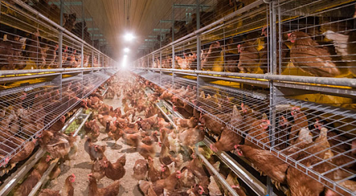 Phương pháp nuôi gà đẻ hiệu quả cao | BioSpring