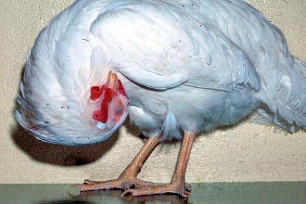 Bệnh Newcastle ở gà – Triệu chứng và cách điều trị