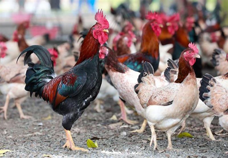 Gà Ba Vì - Rooster