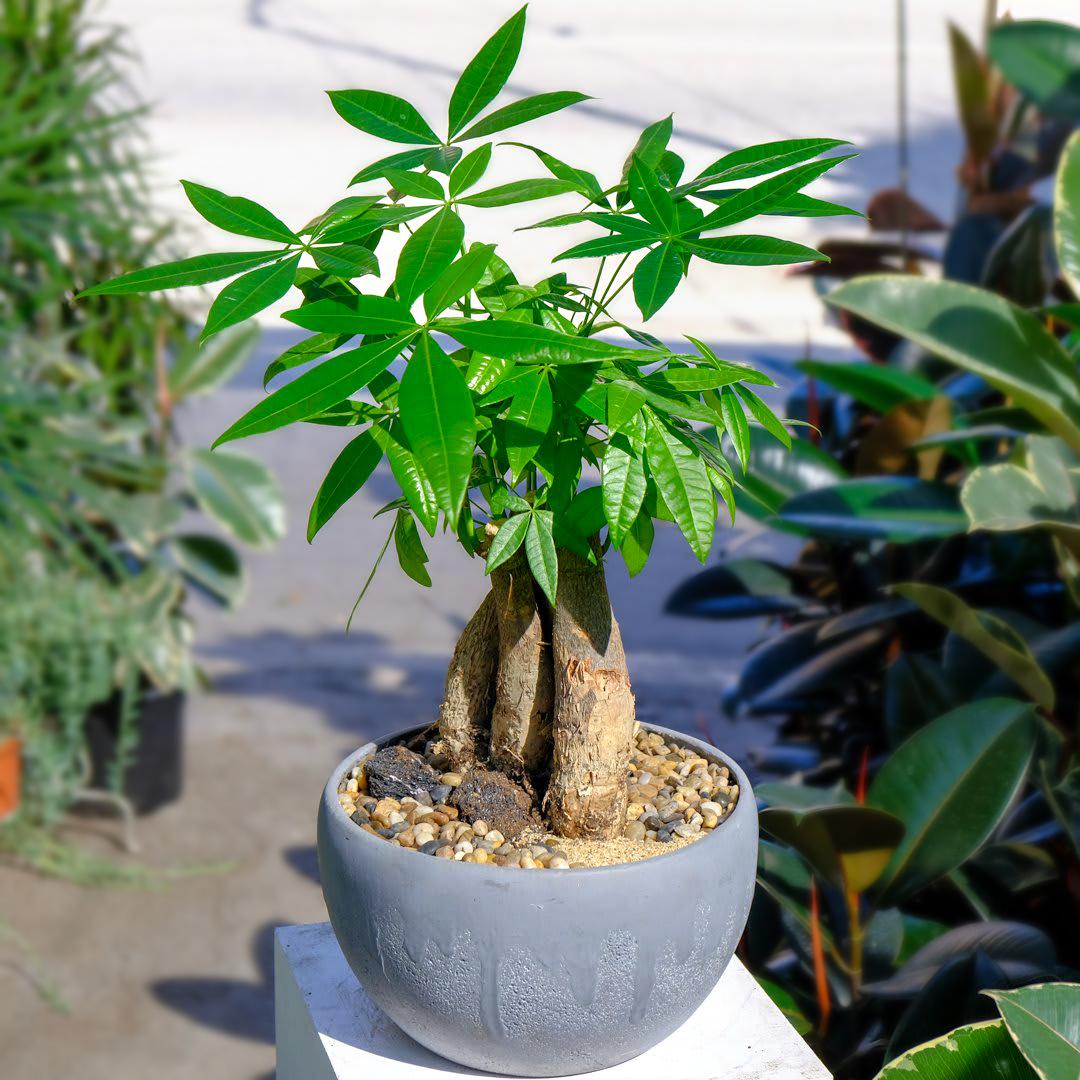 9 loại cây tre may mắn nên trồng để mang lại tài lộc cho ngôi nhà của bạn như lũ lụt