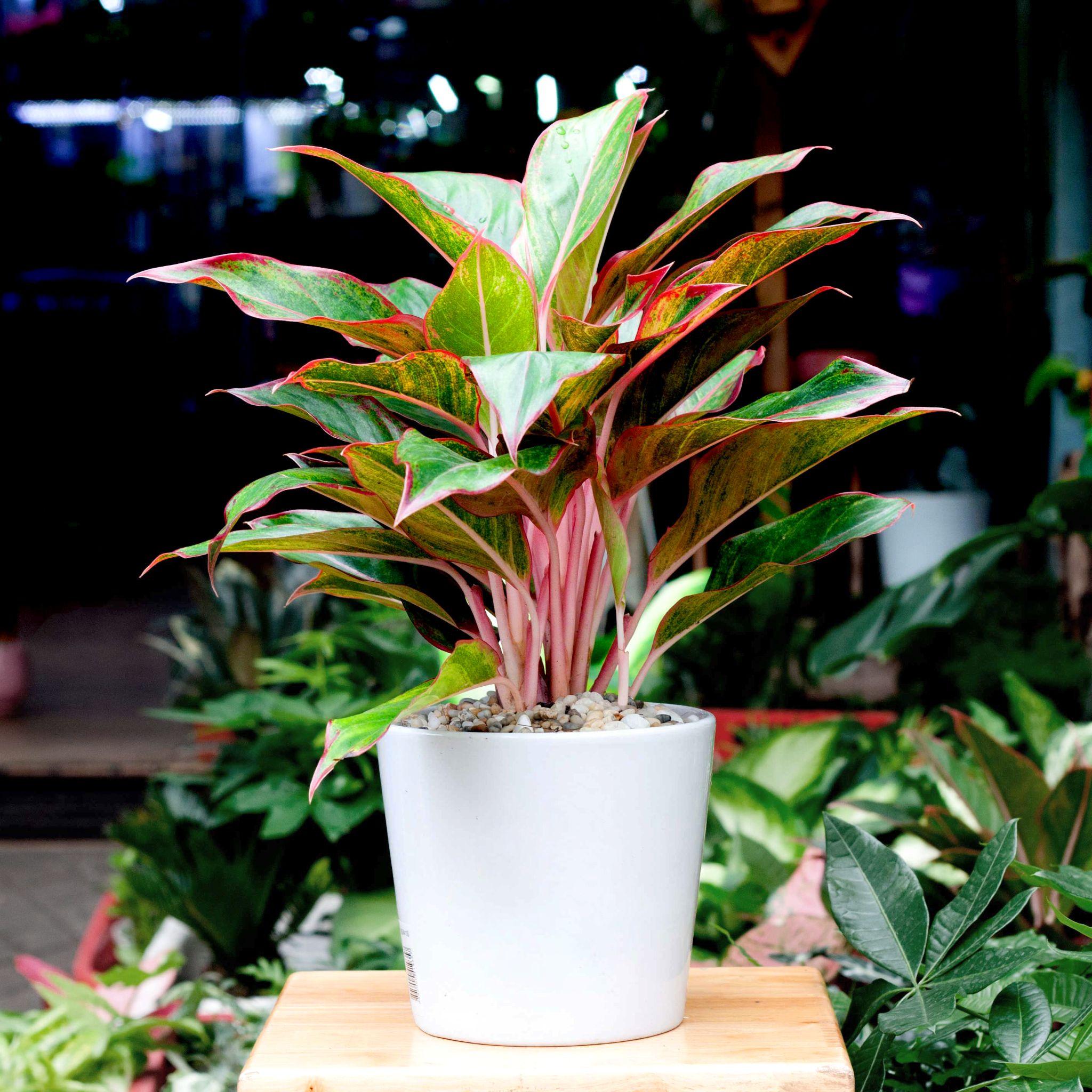 9 loại cây tre may mắn nên trồng để mang lại tài lộc cho ngôi nhà của bạn như lũ lụt