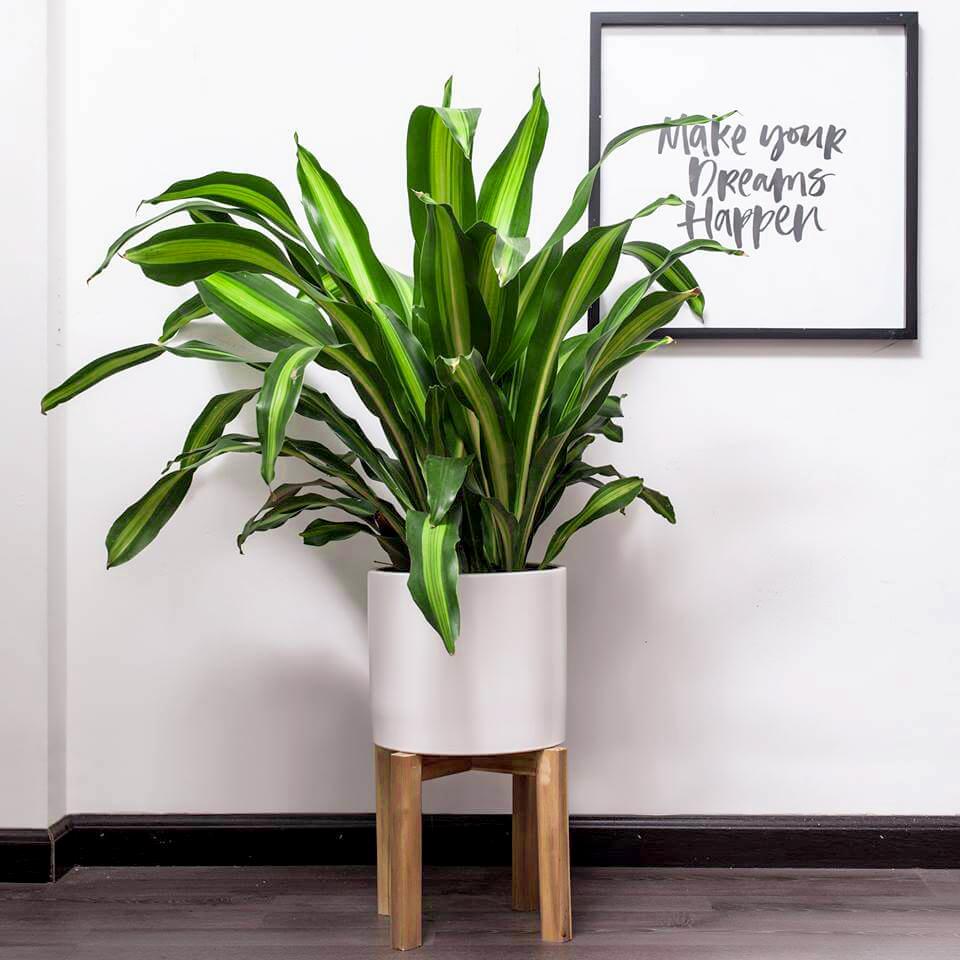 9 loại cây tre may mắn nên trồng để mang lại tài lộc cho ngôi nhà của bạn như lũ lụt