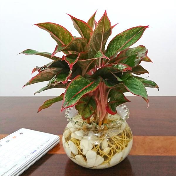 9 loại cây tre may mắn nên trồng để mang lại tài lộc cho ngôi nhà của bạn như lũ lụt