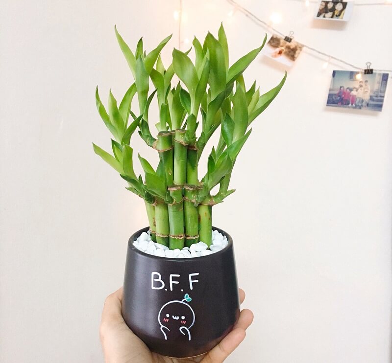 9 loại cây tre may mắn nên trồng để mang lại tài lộc cho ngôi nhà của bạn như lũ lụt