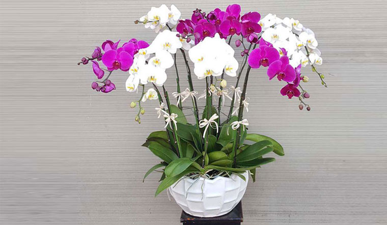 Cách cắm hoa lan hồ điệp trang trí phòng khách vừa đẹp vừa sang