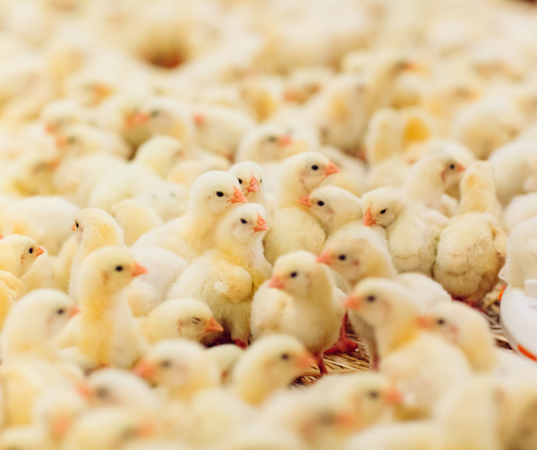 Nhận dạng và xử lý gà giống mất nước – Công ty TNHH Thương mại VINODA