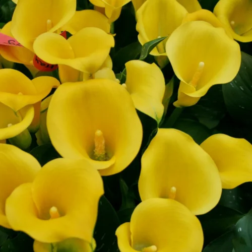 Ý nghĩa màu sắc của hoa loa kèn: Một bí mật ít người biết Ý Nghĩa Hoa Rum Theo Màu Sắc: Bí Mật Ít Ai Biết