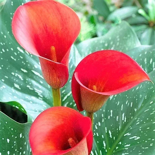 Ý nghĩa màu sắc của hoa loa kèn: Một bí mật ít người biết Ý Nghĩa Hoa Rum Theo Màu Sắc: Bí Mật Ít Ai Biết