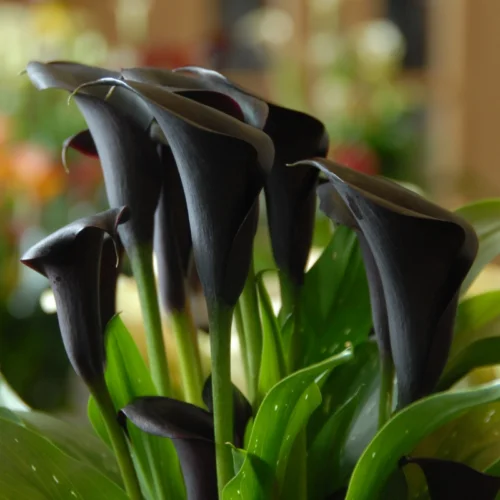 Ý nghĩa màu sắc của hoa loa kèn: Một bí mật ít người biết Ý Nghĩa Hoa Rum Theo Màu Sắc: Bí Mật Ít Ai Biết