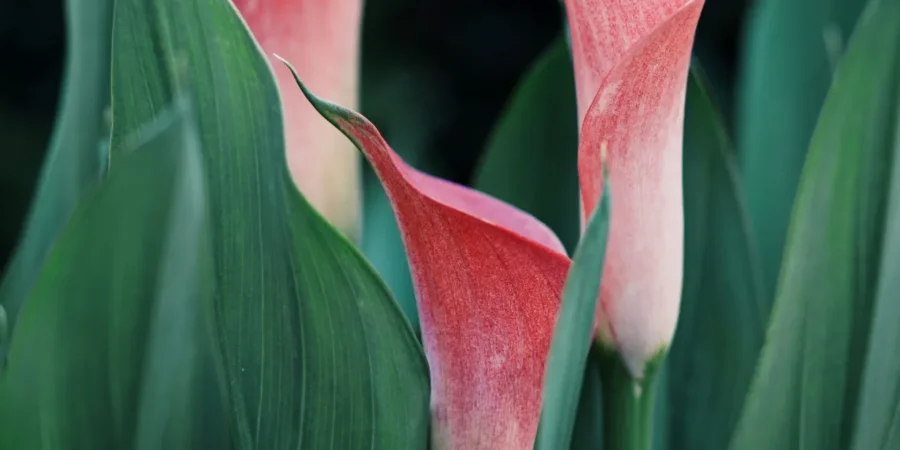 Ý nghĩa màu sắc của hoa loa kèn: Một bí mật ít người biết hoa rum