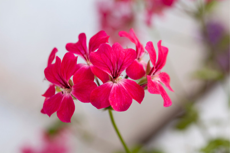 ý nghĩa của hoa phong lữ