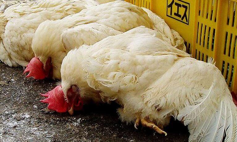 Phương Pháp Điều Trị Bệnh Gà Rù Mới Hiệu Quả Cho Bà Con