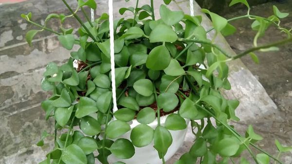 Cây đô la: Ý nghĩa, đặc điểm, cách trồng và chăm sóc - VIETTERA.COM