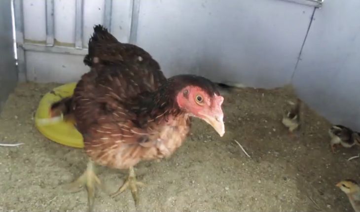 Khắc phục tình trạng gà bị hen khẹc - Niên Giám Nông Nghiệp