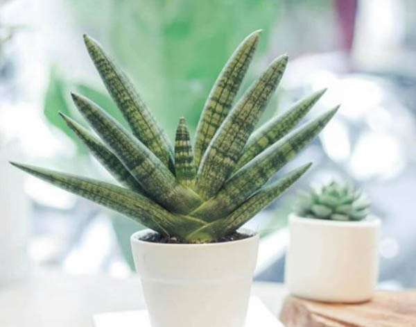 Cây ngà voi: Ý nghĩa, hình ảnh, cách trồng, chăm sóc tại nhà - Tư vấn phong thuỷ