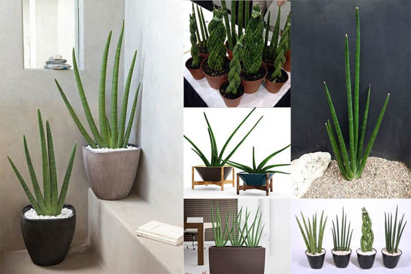 Cây ngà voi: Ý nghĩa, hình ảnh, cách trồng, chăm sóc tại nhà - Tư vấn phong thuỷ