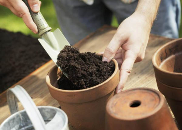 Cây ngà voi: Ý nghĩa, hình ảnh, cách trồng, chăm sóc tại nhà - Tư vấn phong thuỷ